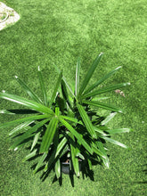 Load image into Gallery viewer, Lady Palm
