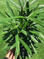 Lady Palm