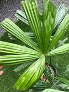 Licuala Ramsayi