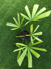 Load image into Gallery viewer, Licuala Peltata “traditional “
