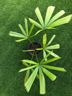 Licuala Peltata “traditional “