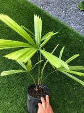 Load image into Gallery viewer, Licuala Peltata “traditional “
