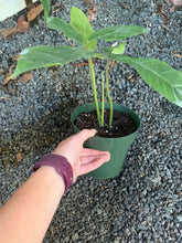 Load image into Gallery viewer, Philodendron 69686
