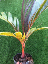 Load image into Gallery viewer, Areca Vestiera
