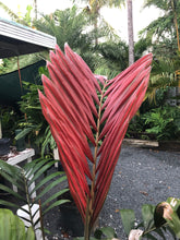 Load image into Gallery viewer, Lg. Flame Thower Palm
