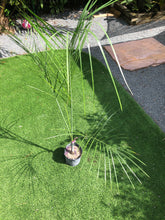 Load image into Gallery viewer, Pseudophoenix Vinifera  5’ tall
