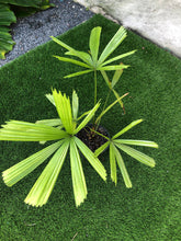 Load image into Gallery viewer, Licuala Peltata “traditional “

