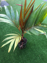 Load image into Gallery viewer, Areca Vestiera
