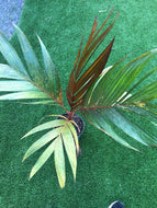 Areca Vestiera