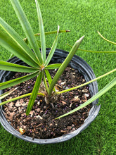 Load image into Gallery viewer, Coccothrinax Azul
