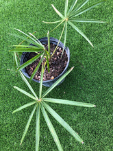 Load image into Gallery viewer, Coccothrinax Azul

