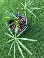 Coccothrinax Azul