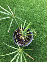 Load image into Gallery viewer, Coccothrinax Azul
