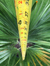 Load image into Gallery viewer, Copernicia Fallaensis 3’ tall
