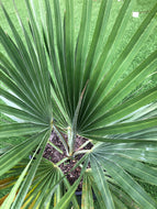 Copernicia Fallaensis 3’ tall