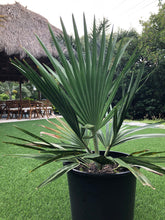 Load image into Gallery viewer, Copernicia Fallaensis 3’ tall
