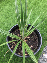 Load image into Gallery viewer, Copernicia Ridgia “Blue” 7gal

