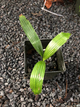 Load image into Gallery viewer, Licuala Orbicularis Palm
