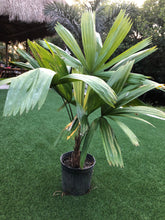 Load image into Gallery viewer, Itaya Amicorum 5’ tall Licuala
