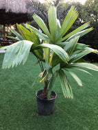 Itaya Amicorum 5’ tall Licuala