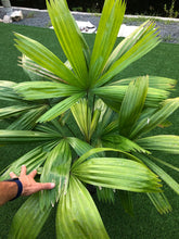 Load image into Gallery viewer, Itaya Amicorum 5’ tall Licuala
