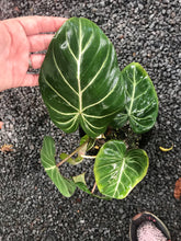 Load image into Gallery viewer, Philodendron Gloriosum
