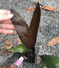 Load image into Gallery viewer, Areca Vestieria Seedling
