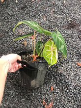 Load image into Gallery viewer, Philodendron Gloriosum
