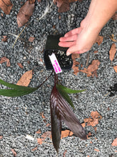 Load image into Gallery viewer, Areca Vestieria Seedling
