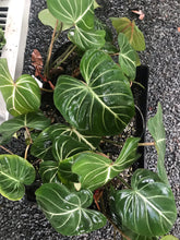 Load image into Gallery viewer, Philodendron Gloriosum
