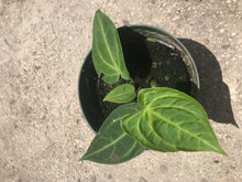 Load image into Gallery viewer, Anthurium Magnificum

