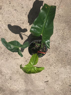 Philodendron Mexicanum