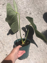 Load image into Gallery viewer, Anthurium Regale
