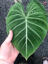 Load image into Gallery viewer, Philodendron Gloriosum
