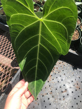 Load image into Gallery viewer, Anthurium Regale
