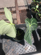 Load image into Gallery viewer, Anthurium Regale
