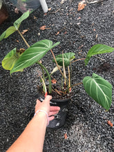 Load image into Gallery viewer, Philodendron Gloriosum
