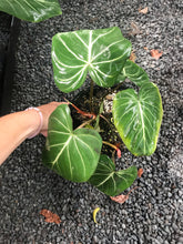 Load image into Gallery viewer, Philodendron Gloriosum
