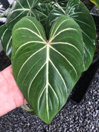 Philodendron Gloriosum