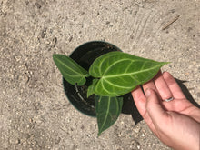 Load image into Gallery viewer, Anthurium Magnificum
