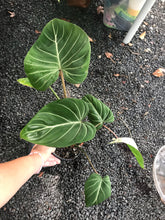 Load image into Gallery viewer, Philodendron Gloriosum
