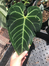 Load image into Gallery viewer, Anthurium Regale

